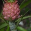  Liliane Roubaudi - Ananas comosus (L.) Merr. [1917]