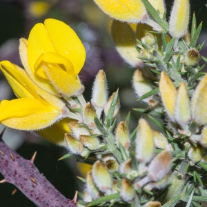 Photographie n°95596 du taxon Ulex europaeus L. [1753]