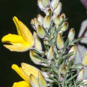 Photographie n°95597 du taxon Ulex europaeus L. [1753]