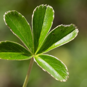 Photographie n°95609 du taxon Alchemilla alpina L. [1753]