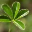  Jean-Jacques Houdré - Alchemilla alpina L. [1753]