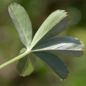 Alchemilla alpina L. subsp. alpina (Alchémille argentine)