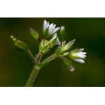 Cerastium fontanum Baumg. subsp. fontanum