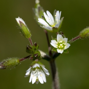 Photographie n°95612 du taxon Cerastium fontanum subsp. fontanum