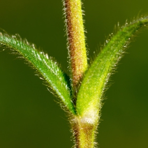 Photographie n°95614 du taxon Cerastium fontanum subsp. fontanum