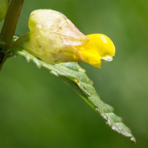 Photographie n°95639 du taxon Rhinanthus minor L.