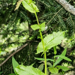 Photographie n°95641 du taxon Rumex arifolius All. [1773]