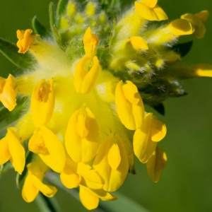Photographie n°95647 du taxon Anthyllis vulneraria L.