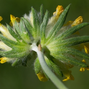 Photographie n°95649 du taxon Anthyllis vulneraria L.