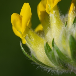 Photographie n°95650 du taxon Anthyllis vulneraria L.