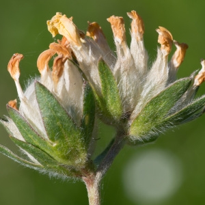 Photographie n°95651 du taxon Anthyllis vulneraria L.