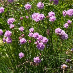 Photographie n°95652 du taxon Armeria arenaria (Pers.) Schult. [1820]