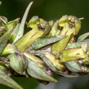 Coeloglossum viride subsp. bracteatum (Mühl. ex Willd.) K.Richt. (Orchis vert)