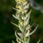  Jean-Jacques Houdré - Dactylorhiza viridis (L.) R.M.Bateman, Pridgeon & M.W.Chase