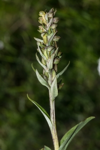 Jean-Jacques Houdré, le 15 juin 2012 (Saint-Paul-de-Tartas)