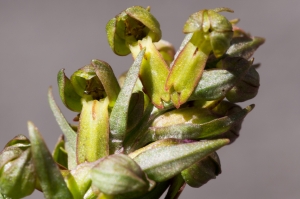 Jean-Jacques Houdré, le 15 juin 2012 (Saint-Paul-de-Tartas)