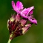  Jean-Jacques Houdré - Dianthus carthusianorum L. [1753]