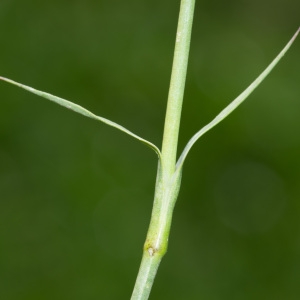 Photographie n°95669 du taxon Dianthus carthusianorum L. [1753]