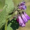  Jean-Jacques Houdré - Symphytum officinale L.