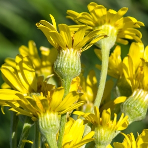 Photographie n°95679 du taxon Tephroseris helenitis (L.) B.Nord. [1978]