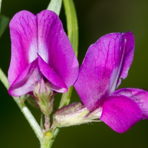 Vicia segetalis Thuill. (Vesce des moissons)