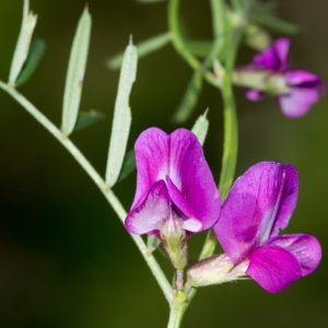 Photographie n°95687 du taxon Vicia segetalis Thuill. [1799]