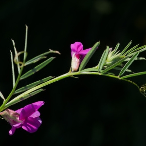 Photographie n°95688 du taxon Vicia segetalis Thuill. [1799]