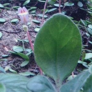  - Gesneriaceae