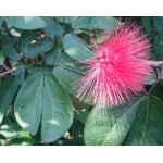 Calliandra G. Bentham