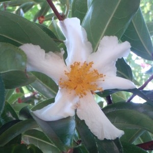 Photographie n°95713 du taxon Camellia L. [1753]