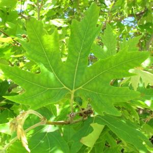 Photographie n°95721 du taxon Platanus orientalis L. [1753]