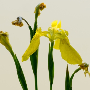 Photographie n°95727 du taxon Iris pseudacorus L.