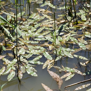 Photographie n°95734 du taxon Potamogeton natans L. [1753]