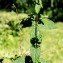  Jean-Jacques Houdré - Teucrium scorodonia L. [1753]