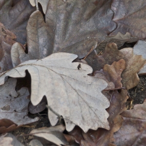 Photographie n°95747 du taxon Quercus robur L. [1753]