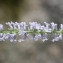  Jean-Jacques Houdré - Anarrhinum bellidifolium (L.) Willd. [1800]