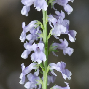 Photographie n°95760 du taxon Anarrhinum bellidifolium (L.) Willd. [1800]