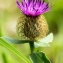  Jean-Jacques Houdré - Centaurea pectinata L. [1763]