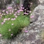  Jean-Jacques Houdré - Dianthus graniticus Jord. [1849]