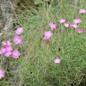 Photographie n°95766 du taxon Dianthus graniticus Jord. [1849]