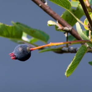 Photographie n°95793 du taxon Amelanchier ovalis Medik. [1793]