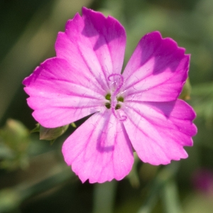 Photographie n°95799 du taxon Dianthus graniticus Jord. [1849]