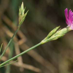 Photographie n°95800 du taxon Dianthus graniticus Jord. [1849]