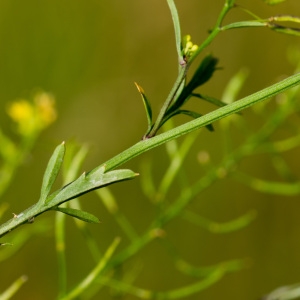 Photographie n°95813 du taxon Rorippa sylvestris (L.) Besser [1821]