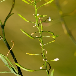 Photographie n°95815 du taxon Rorippa sylvestris (L.) Besser [1821]