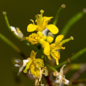 Photographie n°95816 du taxon Rorippa sylvestris (L.) Besser [1821]