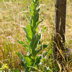 Photographie n°95821 du taxon Verbascum thapsus L. [1753]