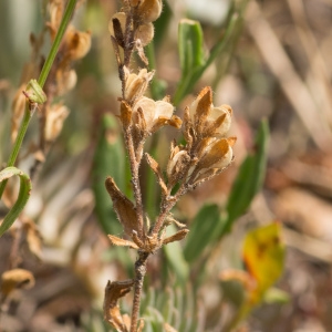 Photographie n°95822 du taxon Veronica dillenii Crantz [1769]