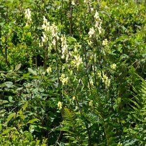 Photographie n°95825 du taxon Aconitum lycoctonum subsp. neapolitanum (Ten.) Nyman [1878]