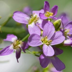 Photographie n°95836 du taxon Arabis cebennensis DC. [1821]